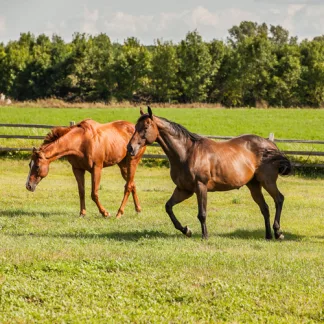 Horse Paddock (10kg)