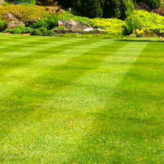 Designer Prize Lawn (20kg)