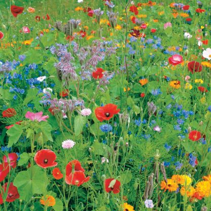 wild flowers colour boost