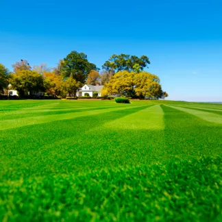 Pro Master 50 Quality Lawn (20kg)
