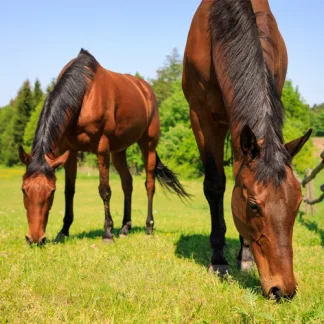 Equipaddock Stallion Paddock (10kg)