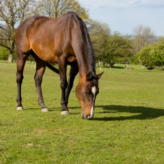 Equipaddock Stud Paddock (10kg)