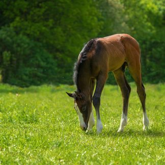 top seed horse paddocks grass