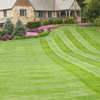 top seed landscape grass