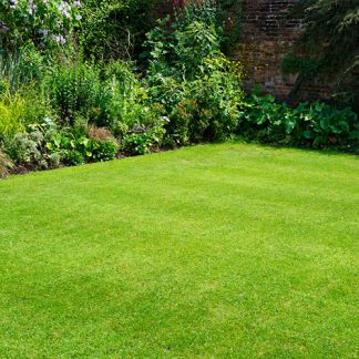 top seed lawn grass