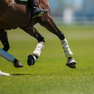top seed polo grass