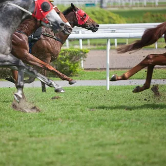 top seed racecourse grass