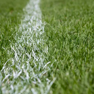 top seed sport grass