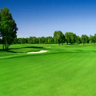 MM8 - A Quality All Fescue Mix For Golf Greens (20kg)
